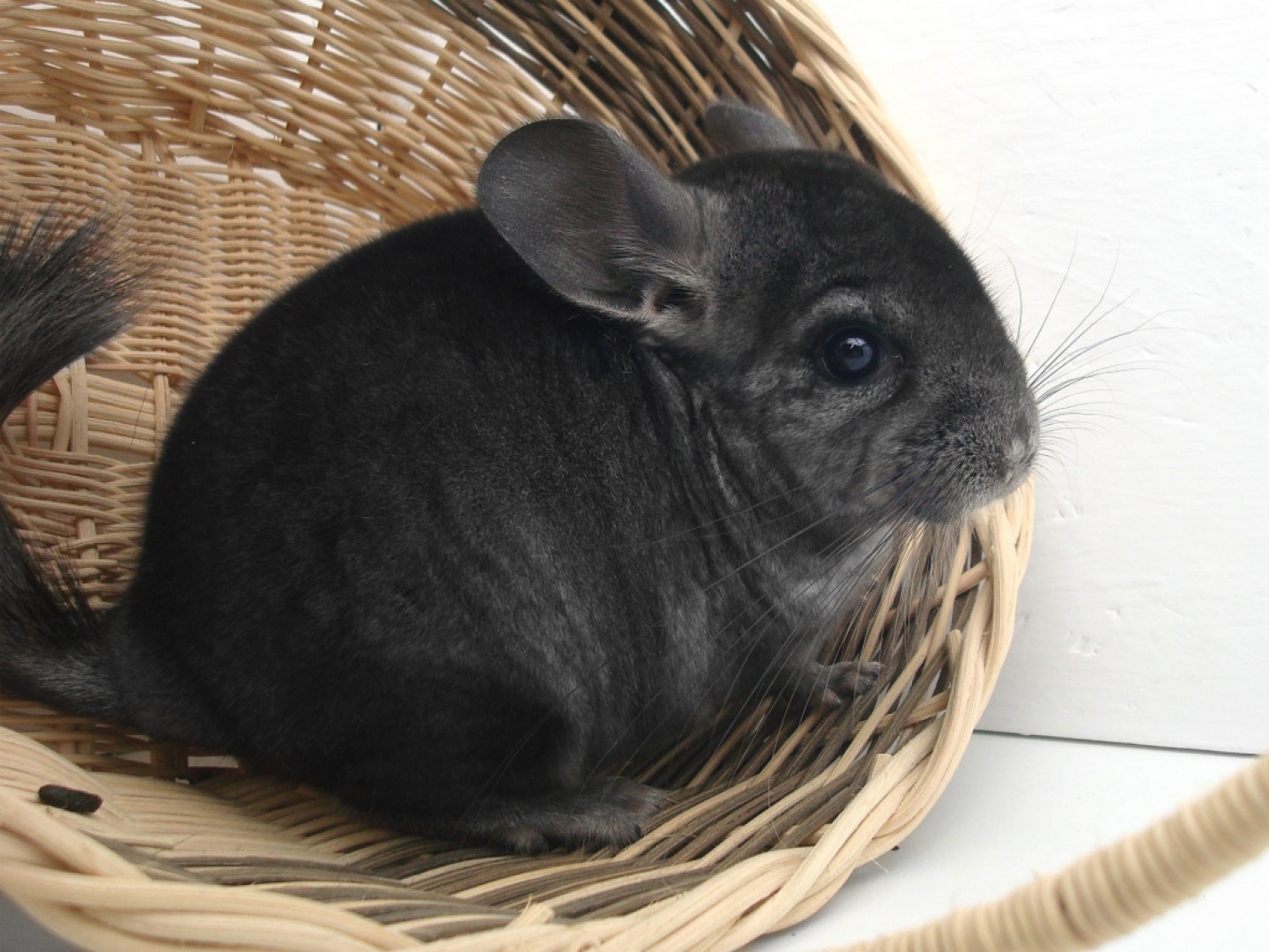 Je potřeba ke krmivu Chinchilla Pellets v období odchovu mláďat něco přidávat ?